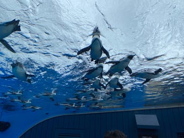 サンシャイン水族館に投稿された画像（2023/5/20）