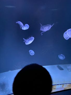 サンシャイン水族館に投稿された画像（2023/5/20）