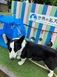 世界の名犬牧場に投稿された画像（2023/5/20）