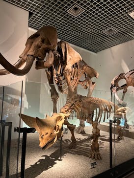 国立科学博物館に投稿された画像（2023/5/20）