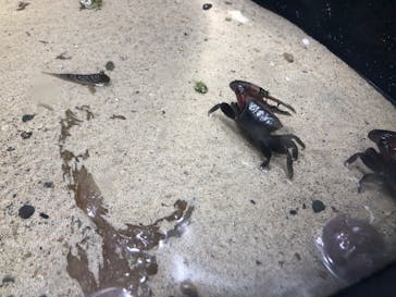 上越市立水族博物館 うみがたりに投稿された画像（2023/5/20）