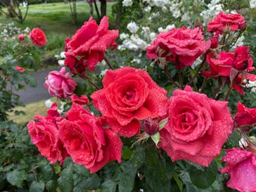 いばらきフラワーパークに投稿された画像（2023/5/20）