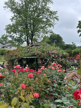 いばらきフラワーパークに投稿された画像（2023/5/20）