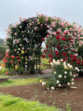 いばらきフラワーパークに投稿された画像（2023/5/20）