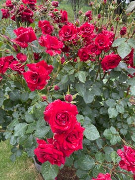 いばらきフラワーパークに投稿された画像（2023/5/20）