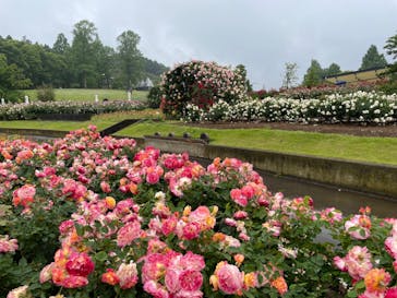 いばらきフラワーパークに投稿された画像（2023/5/20）