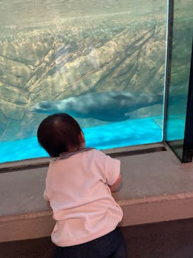 しながわ水族館に投稿された画像（2023/5/20）