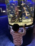 カワスイ 川崎⽔族館に投稿された画像（2023/5/20）