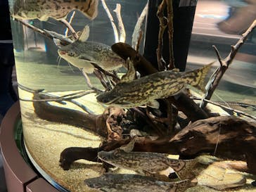 カワスイ 川崎⽔族館に投稿された画像（2023/5/20）