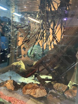 カワスイ 川崎⽔族館に投稿された画像（2023/5/20）