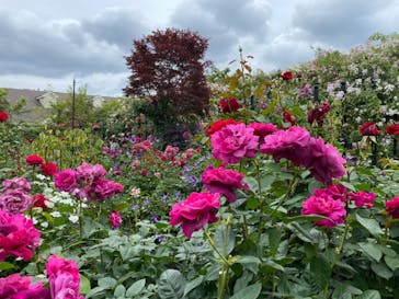横浜イングリッシュガーデンに投稿された画像（2023/5/20）