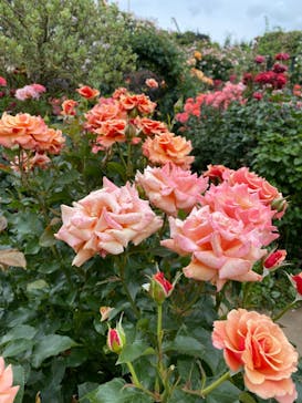 横浜イングリッシュガーデンに投稿された画像（2023/5/20）