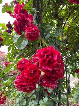 横浜イングリッシュガーデンに投稿された画像（2023/5/20）