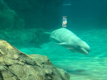 名古屋港水族館に投稿された画像（2023/5/20）