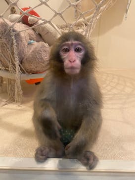 おさるの湯もみ処　おさ湯に投稿された画像（2023/5/20）