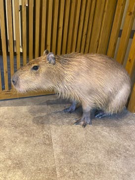 おさるの湯もみ処　おさ湯に投稿された画像（2023/5/20）