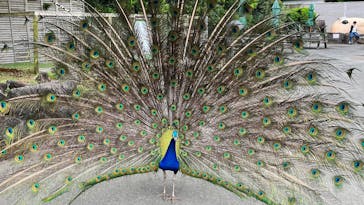 伊豆シャボテン動物公園に投稿された画像（2023/5/20）