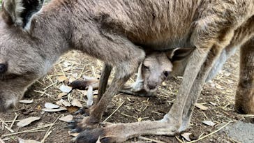 伊豆シャボテン動物公園に投稿された画像（2023/5/20）