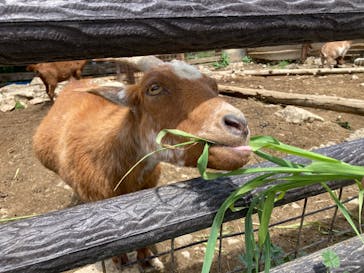 群馬サファリパークに投稿された画像（2023/5/20）