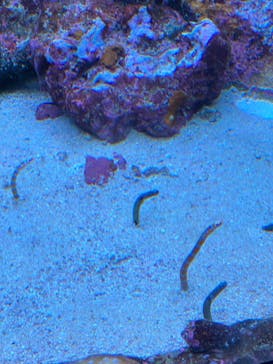 サンシャイン水族館に投稿された画像（2023/5/20）