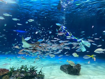 サンシャイン水族館に投稿された画像（2023/5/20）
