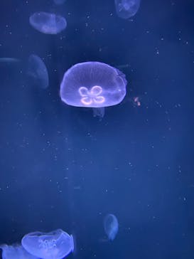 サンシャイン水族館に投稿された画像（2023/5/20）