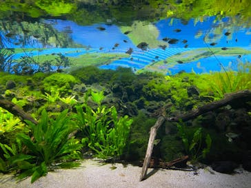 カワスイ 川崎⽔族館に投稿された画像（2023/5/20）