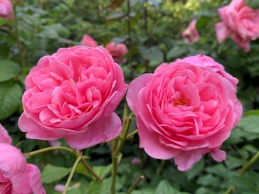 横浜イングリッシュガーデンに投稿された画像（2023/5/20）