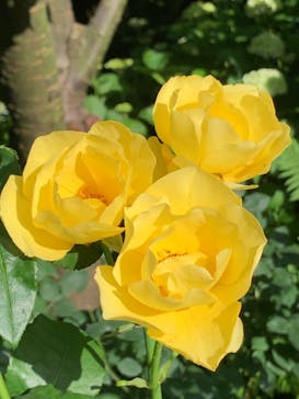 横浜イングリッシュガーデンに投稿された画像（2023/5/20）