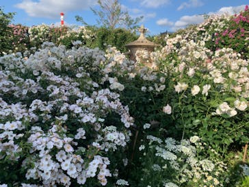 横浜イングリッシュガーデンに投稿された画像（2023/5/20）