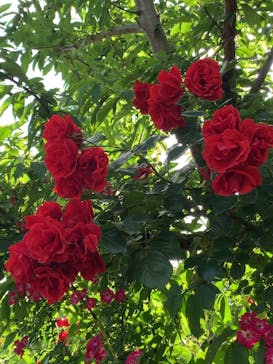 横浜イングリッシュガーデンに投稿された画像（2023/5/20）