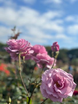 京成バラ園に投稿された画像（2023/5/20）
