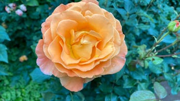 横浜イングリッシュガーデンに投稿された画像（2023/5/20）