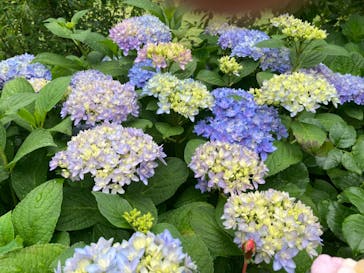 横浜イングリッシュガーデンに投稿された画像（2023/5/20）