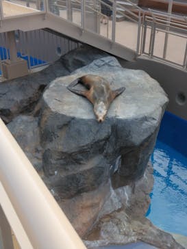アクアワールド茨城県大洗水族館に投稿された画像（2023/5/20）