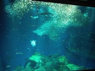 アクアワールド茨城県大洗水族館に投稿された画像（2023/5/20）