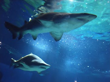 アクアワールド茨城県大洗水族館に投稿された画像（2023/5/20）