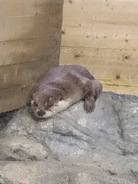 アクアワールド茨城県大洗水族館に投稿された画像（2023/5/20）