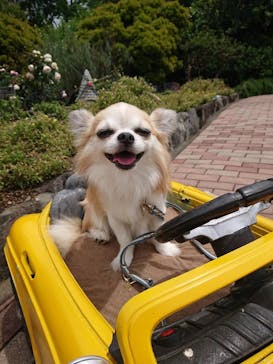 ニューヨークランプミュージアム＆フラワーガーデンに投稿された画像（2023/5/20）