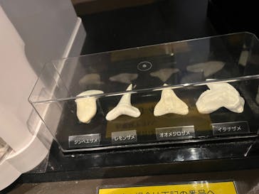 沖縄美ら海水族館に投稿された画像（2023/5/20）