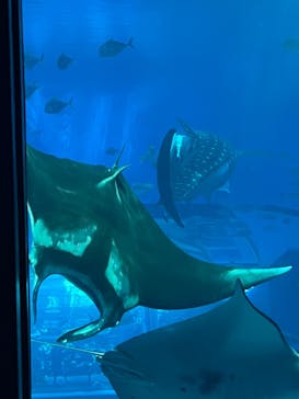 沖縄美ら海水族館に投稿された画像（2023/5/20）