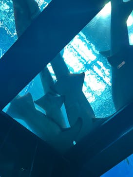 沖縄美ら海水族館に投稿された画像（2023/5/20）