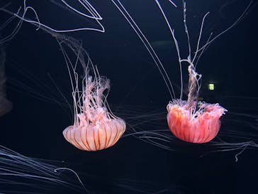 サンシャイン水族館に投稿された画像（2023/5/20）