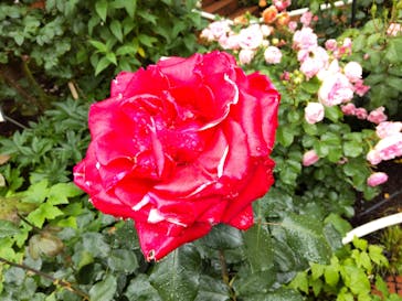 西武園ゆうえんちに投稿された画像（2023/5/20）