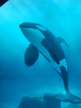 名古屋港水族館に投稿された画像（2023/5/20）