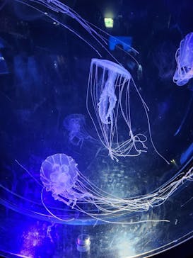 名古屋港水族館に投稿された画像（2023/5/20）