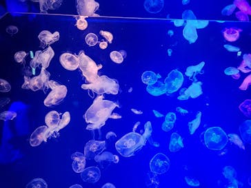 名古屋港水族館に投稿された画像（2023/5/20）