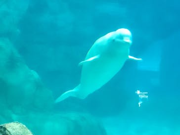 名古屋港水族館に投稿された画像（2023/5/20）