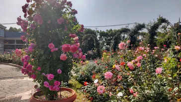 ひらかたパークに投稿された画像（2023/5/20）