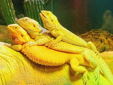 NARA IKIMONO MUSEUMに投稿された画像（2023/5/20）